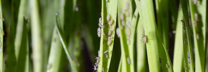 Blattläuse auf grünen Halmen